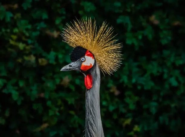 Crane Spiritual Meaning and Symbolism