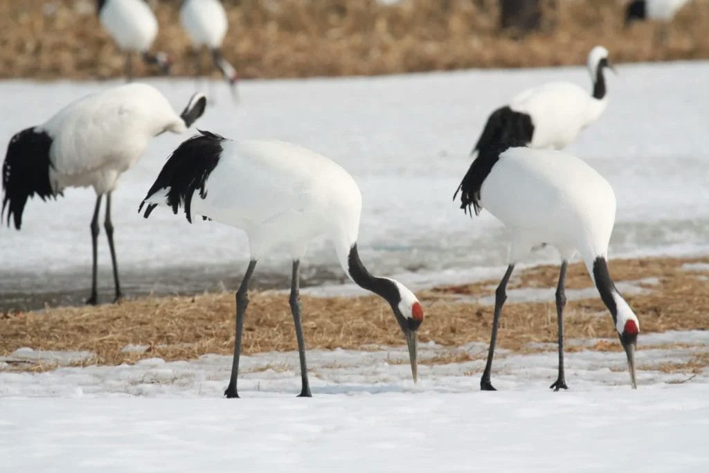 Crane symbolism in Japan's spiritual meaning