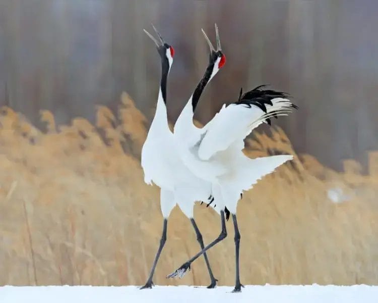 Red-crowned crane spiritual meaning