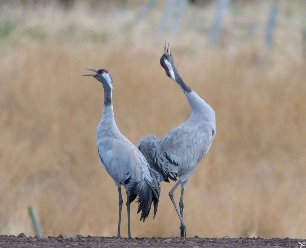 Spiritual meaning of crane bird