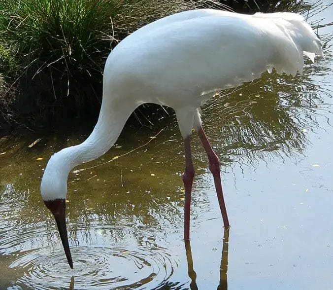 Crane Spiritual Meaning & Symbolism: 9 Powerful Insights | Spirit ...