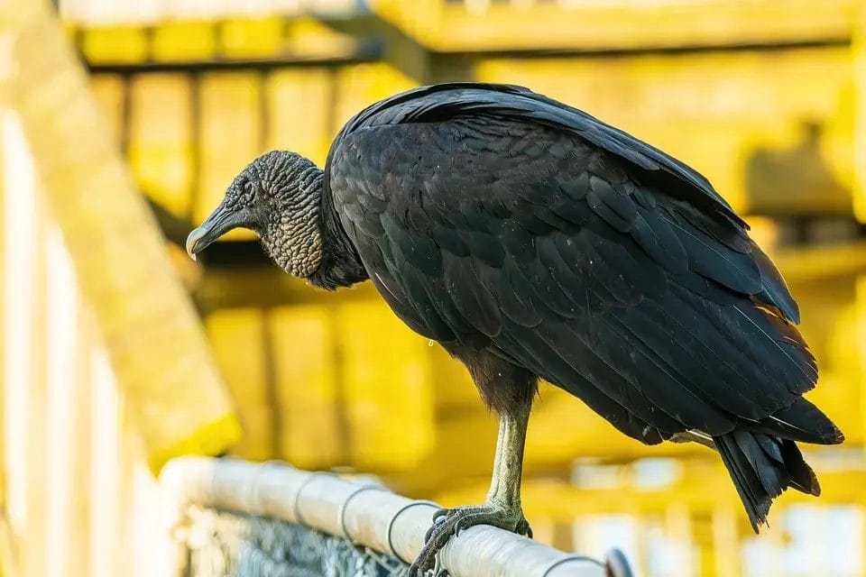 Black Vulture's Spiritual  and Symbolic Meaning