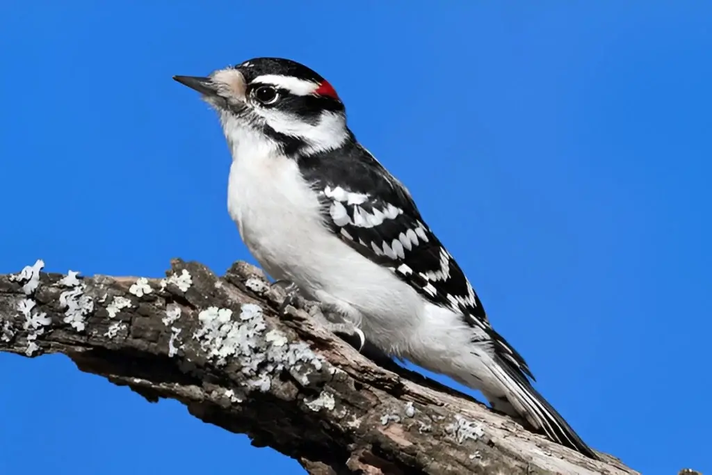 Downy Woodpecker Spiritual Meaning