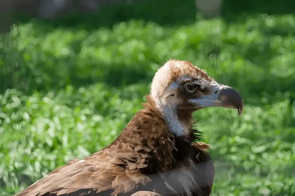 Greek Vulture Symbolism