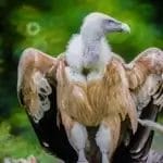 Vulture Spiritual Meaning