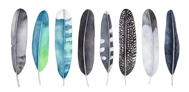 Woodpecker Feather Symbolism