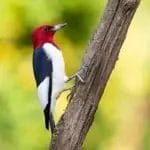 Woodpecker Spiritual Meaning & Symbolism