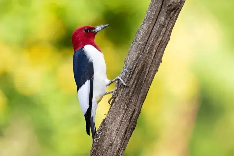 Woodpecker Spiritual Meaning & Symbolism